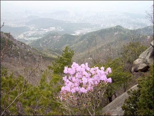 산 중턱의 진달래와 산 아래 풍경 